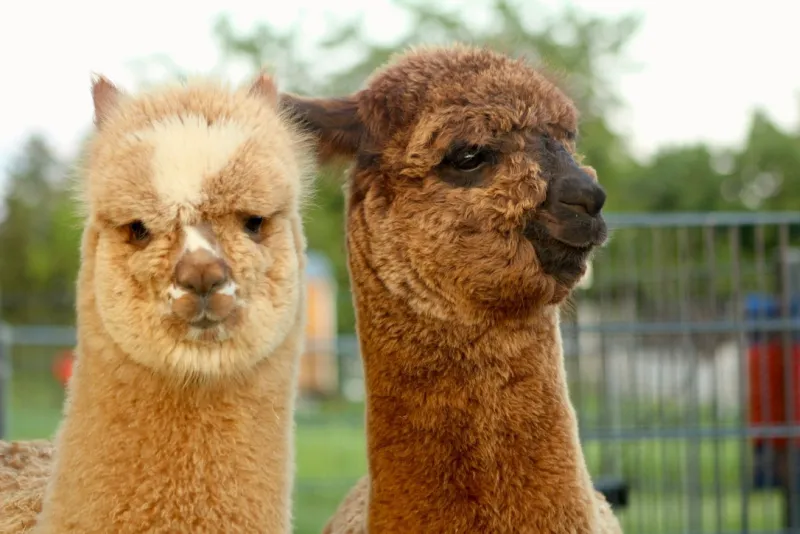Zwei Alpakas – ALPAKA.PRO Zucht- und Herdenverwaltung Software