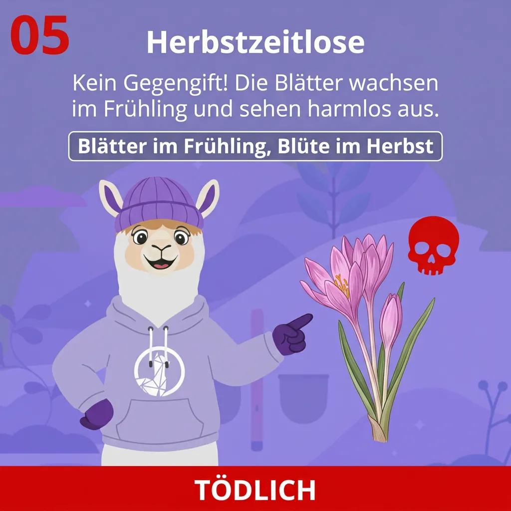 Herbstzeitlose (Colchicum autumnale) – auch im Heu hochgiftig für Alpakas