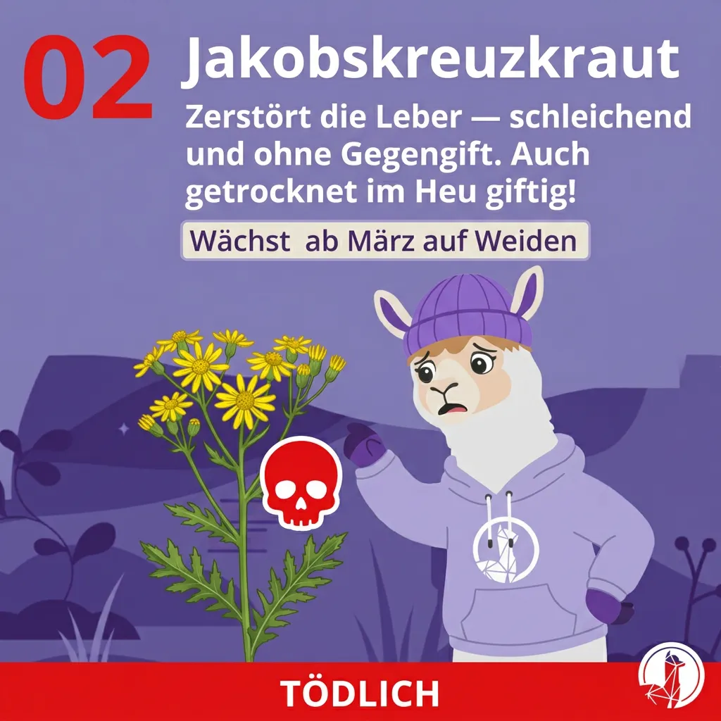 Jakobskreuzkraut (Senecio jacobaea) – schleichende Lebervergiftung bei Alpakas durch belastetes Heu